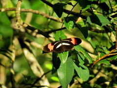 Heliconius erato