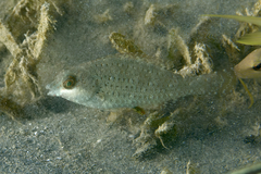 Calotomus viridescens