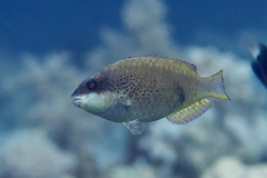 Calotomus viridescens