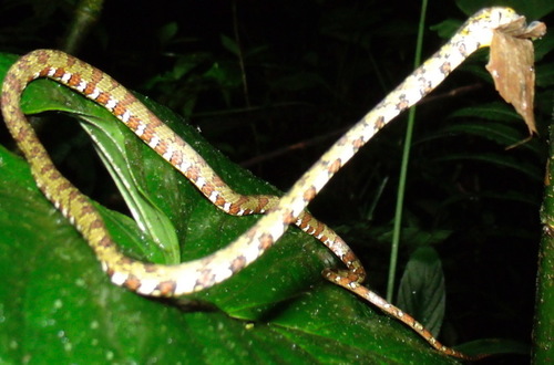 Argus Snail Sucker