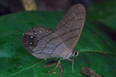 Pierella lamia