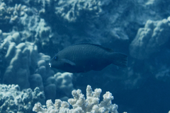 Chlorurus genazonatus