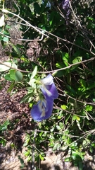 Clitoria