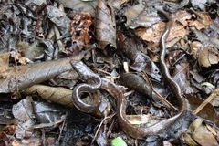 Chironius grandisquamis