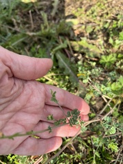 Corydalis micrantha