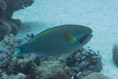 Chlorurus genazonatus