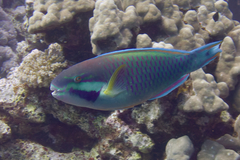 Chlorurus genazonatus