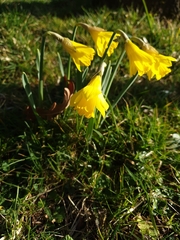 Narcissus