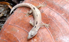 Sphaerodactylus lineolatus