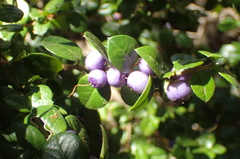 Rhaphithamnus spinosus