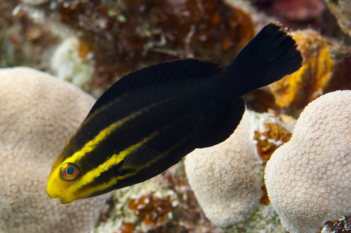 Steephead Parrotfish