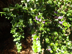 Rhaphithamnus spinosus