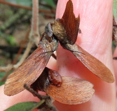 Sphedamnocarpus pruriens