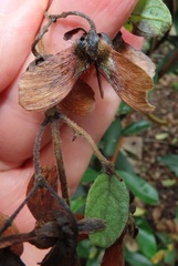 Sphedamnocarpus pruriens