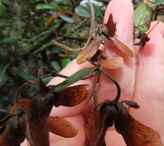 Sphedamnocarpus pruriens