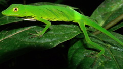 Anolis ibanezi