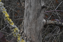 Scolytus