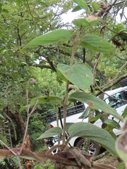 Sphedamnocarpus pruriens