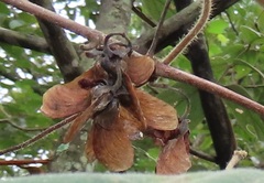 Sphedamnocarpus pruriens