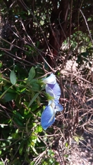 Clitoria