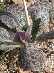 Atrichoseris platyphylla