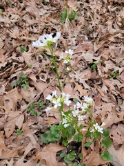 Cardamine bulbosa