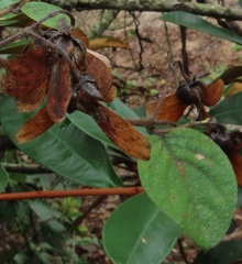 Sphedamnocarpus pruriens