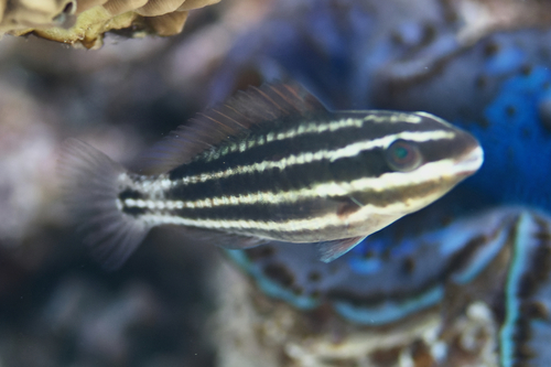 Indian Bullethead Parrotfish