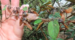 Sphedamnocarpus pruriens