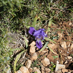 Iris lutescens
