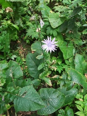 Cicerbita macrophylla uralensis