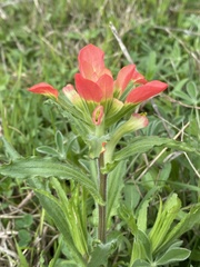 Castilleja indivisa
