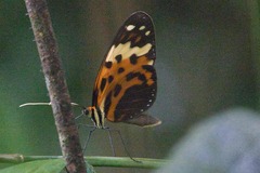 Heliconius