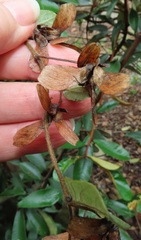 Sphedamnocarpus pruriens