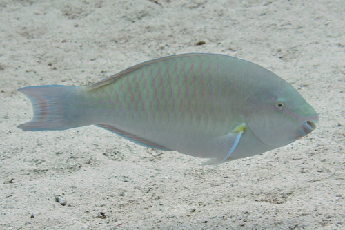 Scarus collana observed 2022-12-29