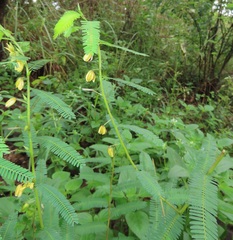 Chamaecrista mimosoides
