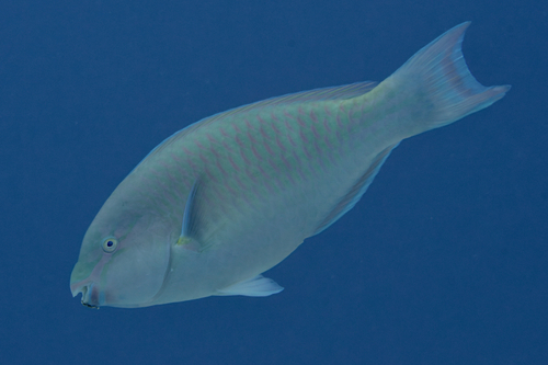 Scarus collana observed 2022-12-29