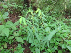 Chamaecrista mimosoides