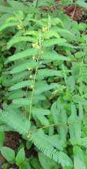 Chamaecrista mimosoides