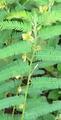 Chamaecrista mimosoides