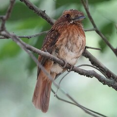 Malacoptila panamensis image