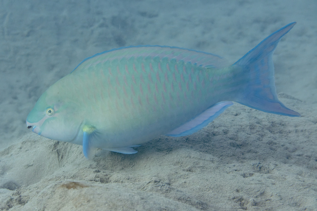 Greenband Parrotfish