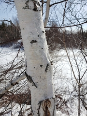 Betula papyrifera