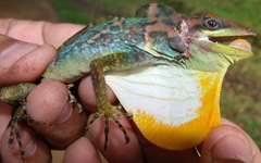 Anolis kunayalae