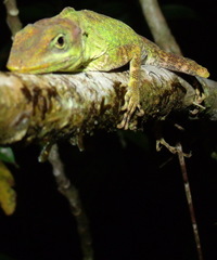 Anolis kunayalae