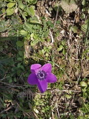 Anemone coronaria
