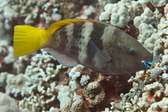Scarus ferrugineus