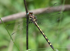 Cordulegaster obliqua