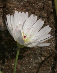 Atrichoseris platyphylla