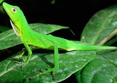 Anolis ibanezi